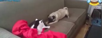 En Komik Kedi Viedoları-2020